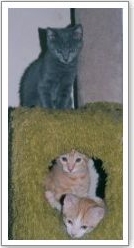 Kuma, Samurai and Miu